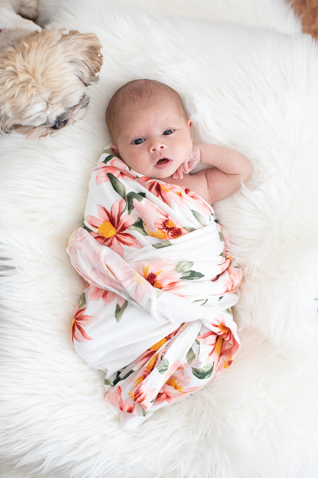 Newborn baby portrait in soft light